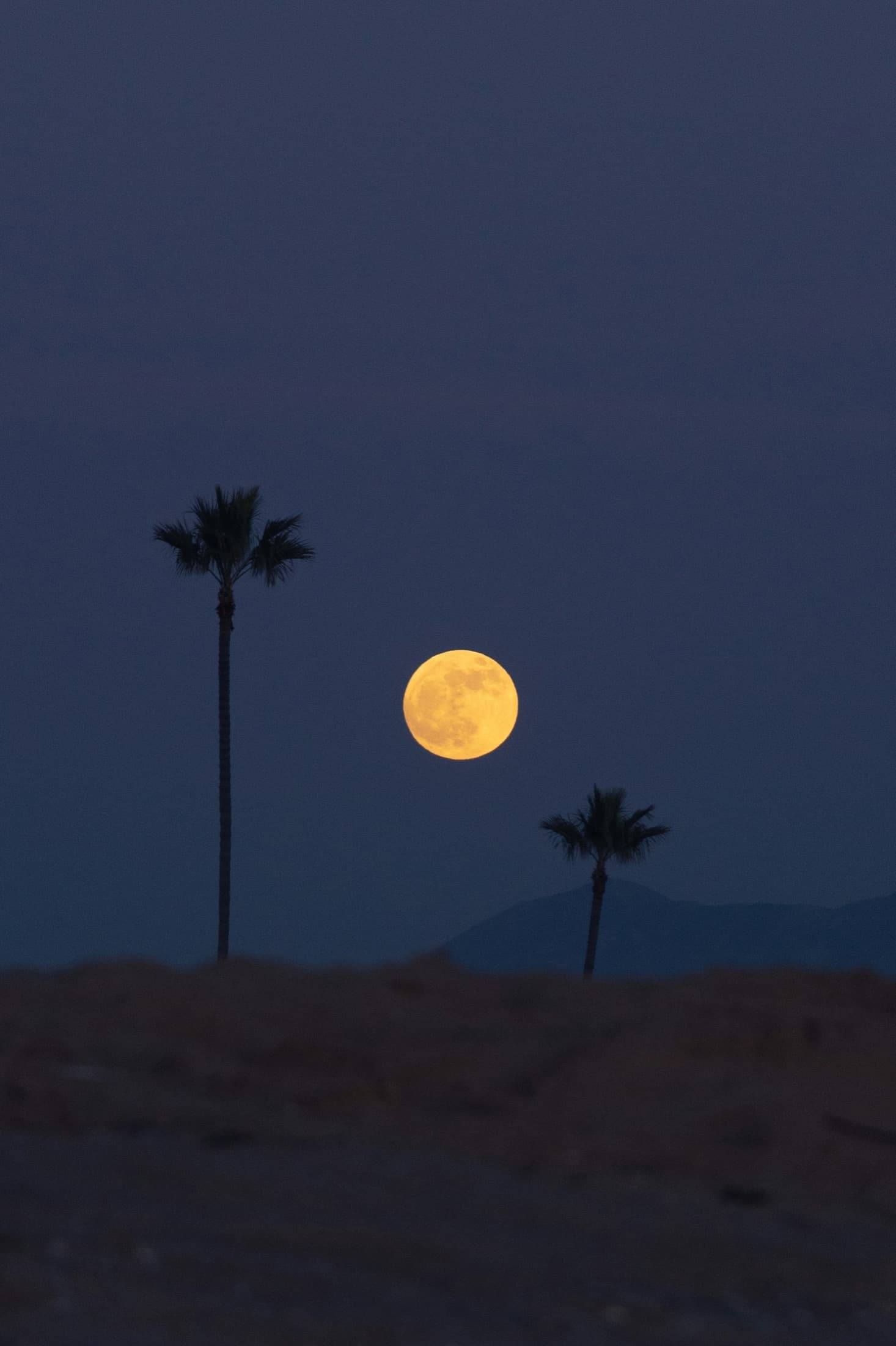 A full moon rising over palms against a deep blue night